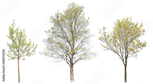 three spring yellow blossoming maples on white