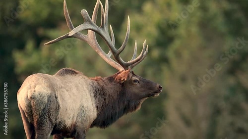 Bull Elk Bugling Video Clip in 4k photo