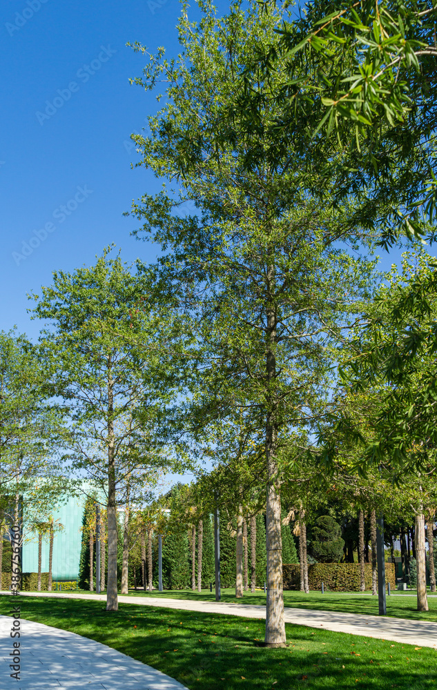 Alley of  beautiful Willow oak (Quercus phellos) trees under sun. Oak trees grow around one of park's recreation areas in public landscape city park 'Krasnodar' or 'Galitsky park'. Autumn 2020