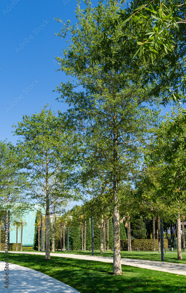Alley of beautiful Willow oak (Quercus phellos) trees under sun. Oak trees grow around one of park's recreation areas in public landscape city park 'Krasnodar' or 'Galitsky park'. Autumn 2020 Alley of beautiful Willow oak (Quercus phellos) trees under sun. Oak trees grow around one of park's recreation areas in public landscape city park 'Krasnodar' or 'Galitsky park'. Autumn 2020