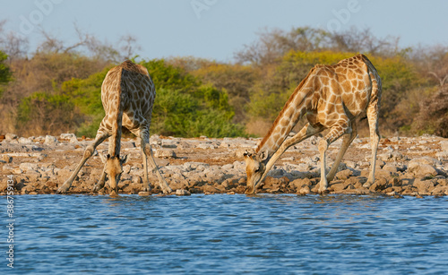 Two giraffes drinking from a waterhole.