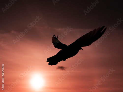 Close-up picture of black silhouette of a mature flying pigeon on the twilight during sunset 