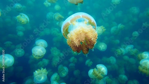 
Jellyfish in the sea