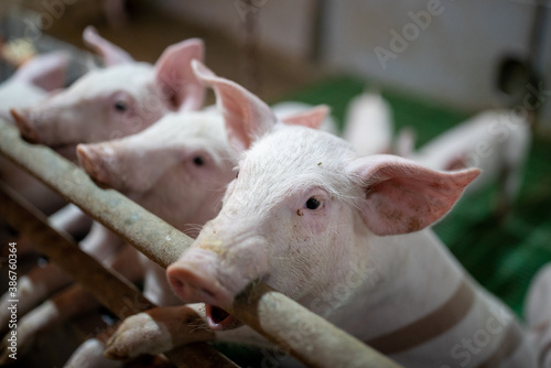 Cute piglets waiting for food © Budimir Jevtic