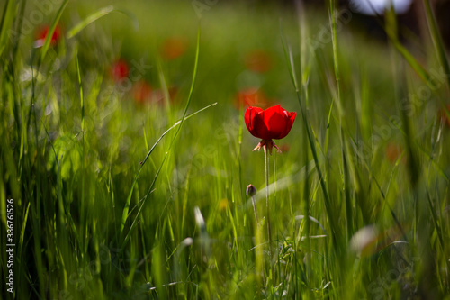 Anemone flowers