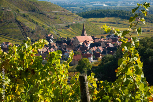 Vignes d'automne