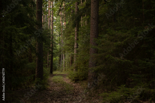 dark forest © Danika Jentsch