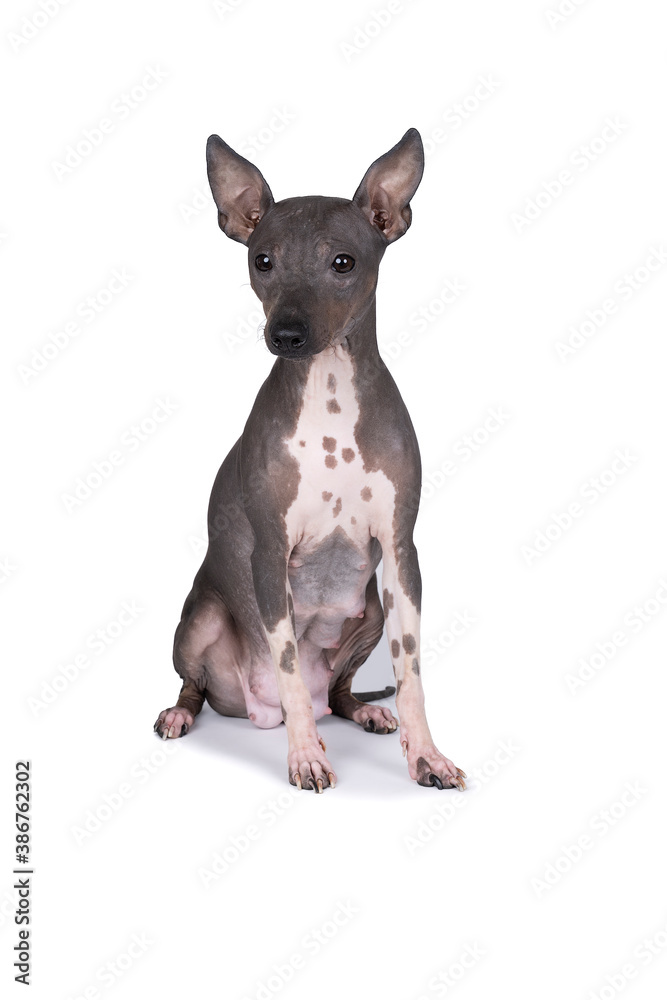 American Hairless Terrier dog isolated against white background