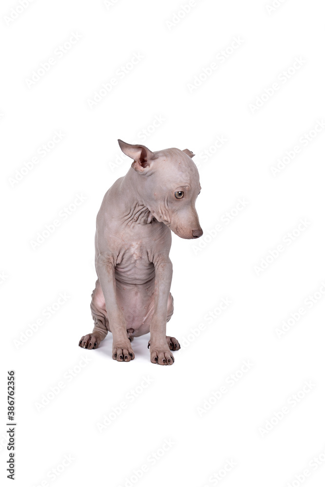 American Hairless Terrier dog isolated against white background American Hairless Terrier dog isolated against white background