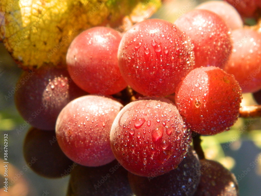 custom made wallpaper toronto digitalbunch of grapes