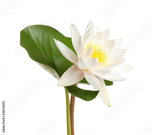 Beautiful blooming lotus flower with green leaf isolated on white
