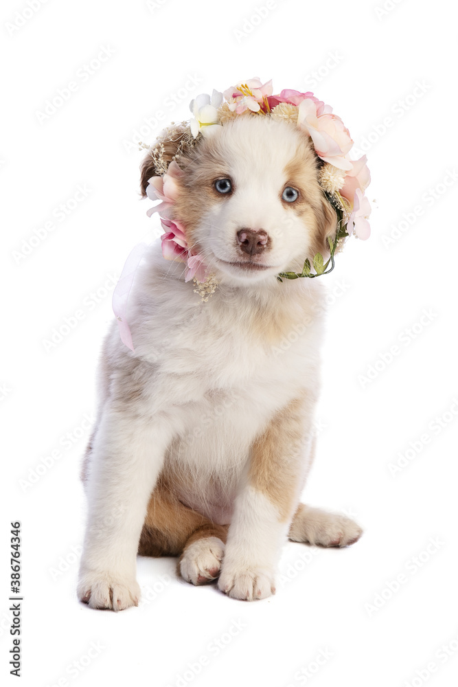 Australian Shepherd Puppy with flowers