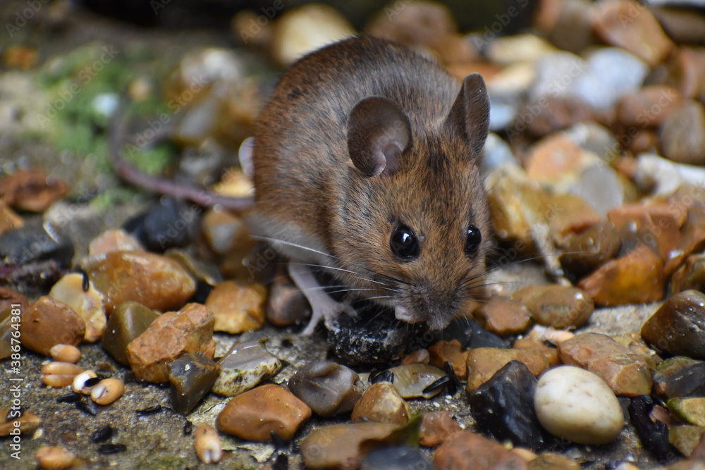 UK house mice are destructive troublesome pests that carry and transmit viruses bacteria diseases They are commonly causing damage to private property and are notorious for commercial crop destruction UK house mice are destructive troublesome pests that carry and transmit viruses bacteria diseases They are commonly causing damage to private property and are notorious for commercial crop destruction