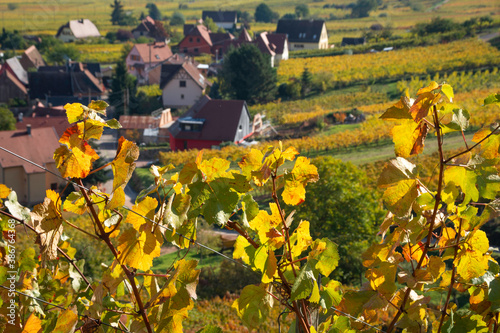 Vignes d'automne