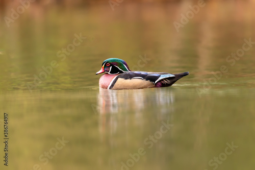 Wood Duck swimming in a pond early in the morning. Fall color reflecting in the water gave a dramatic look.