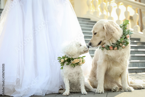 Bride and adorable dogs wearing wreathes made of beautiful flowers outdoors, closeup photo