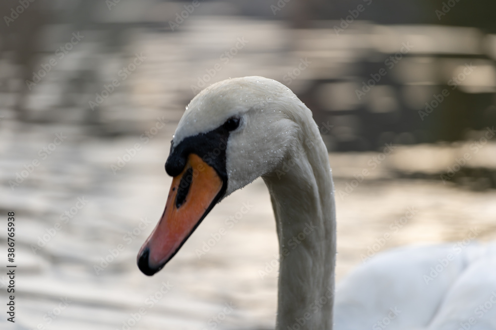 Fototapeta premium wild swan with white feathers and orange beak on the bank of the flowing Vltava river in the center of Prague in the Czech Republic