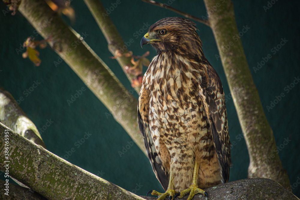 Obraz premium Golden Eagle