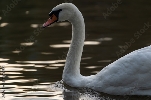  wild swan with white feathers and orange beak on the bank of the flowing Vltava river in the center of Prague in the Czech Republic