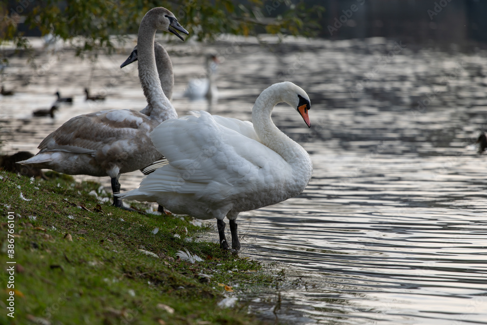 wild swan with white feathers and orange beak on the bank of the flowing Vltava river in the center of Prague in the Czech Republic
wild swan with white feathers and orange beak on the bank of the flowing Vltava river in the center of Prague in the Czech Republic