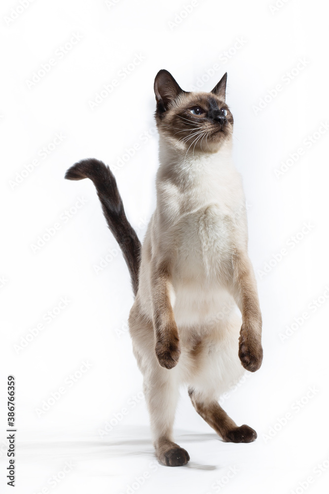 The cat stands on its hind legs on a white background.