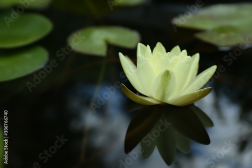 Beautiful blooming white lotus flower in pond