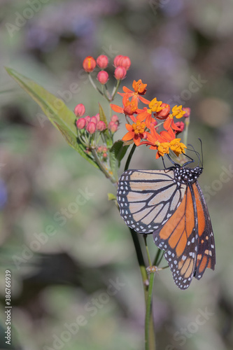 Western Monarch Butterfly on Colorful Milkweed Flowers