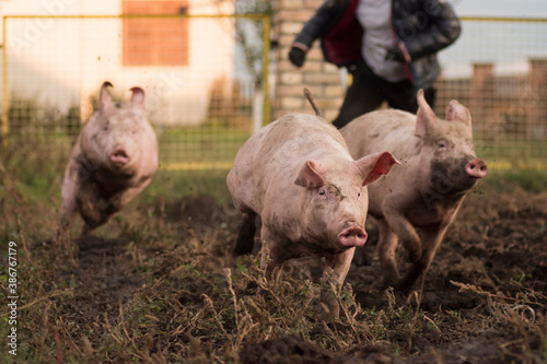 running pigs outdoors