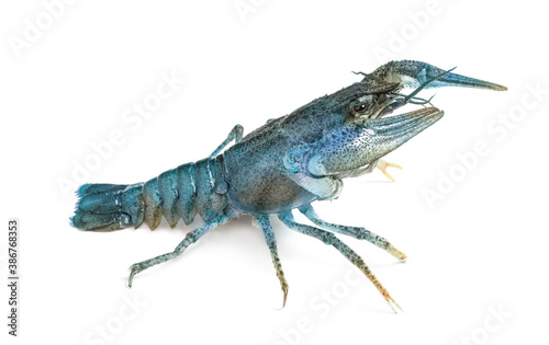 Blue or sapphire crayfish isolated on white