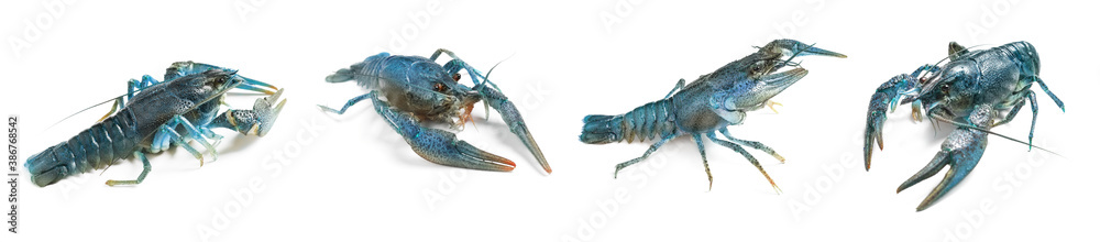 Set of blue crayfishes isolated on white. Banner design Set of blue crayfishes isolated on white. Banner design