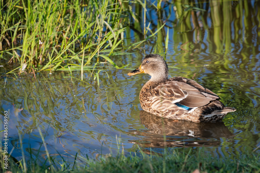 Juvenile Mallard Duck swimming in reeds at Lake Acworth park in Georgia. Juvenile Mallard Duck swimming in reeds at Lake Acworth park in Georgia.