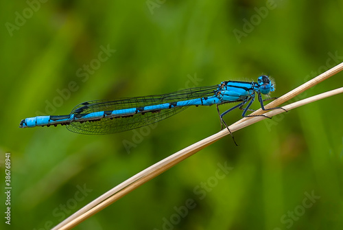 Adult Male Common Blue Damselfly (Enallagma cyathigerum) with mites on his abdomen, sitting on a straw,  with a green bokeh