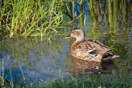 Juvenile Mallard Duck swimming in reeds at Lake Acworth park in Georgia. © Wildspaces