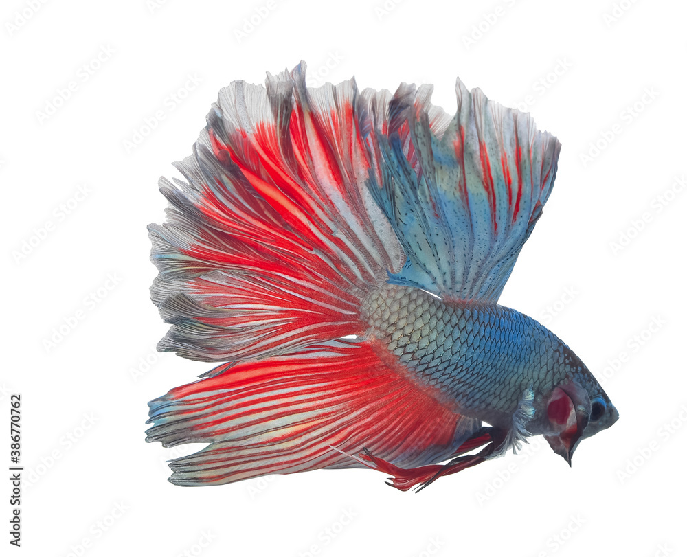 Obraz premium siamese fighting fish, betta isolated on white background.