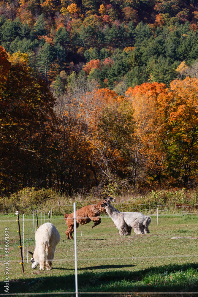 Cornwall, Connecticut, USA Lamas in a pen at a farm Cornwall, Connecticut, USA Lamas in a pen at a farm