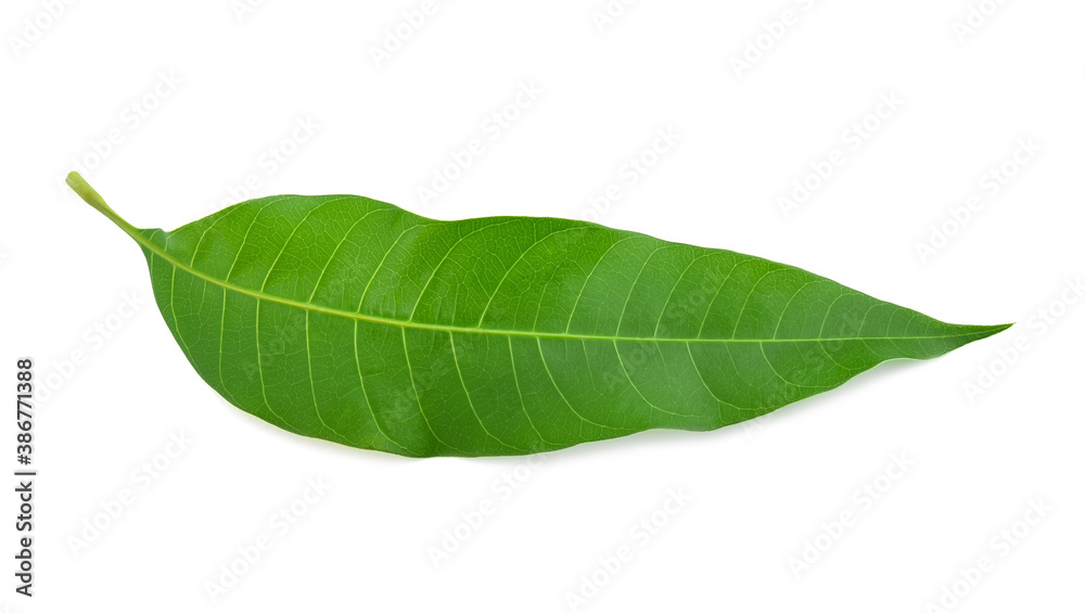 Fototapeta premium Green mango leaf isolated on white background