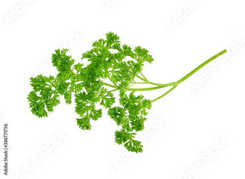 Top view of parsley isolated on white background