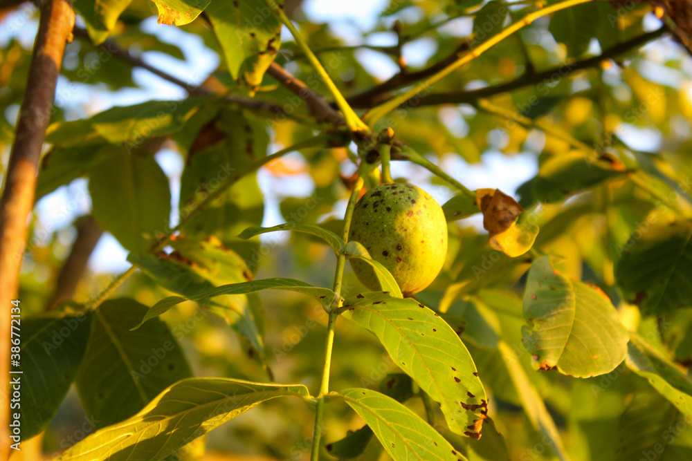 Green unripe walnut fruit on a branch. Walnut fruit on a branch with leaves in the background.