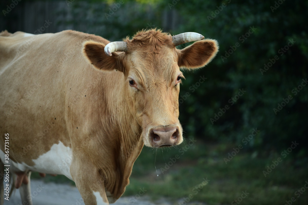 Cows return home from a pasture Cows return home from a pasture