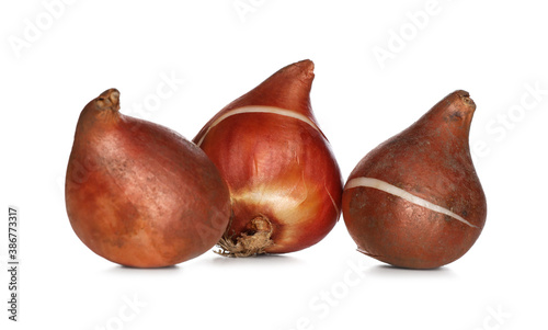 Tulip bulbs on white background. Gardening season #386773317