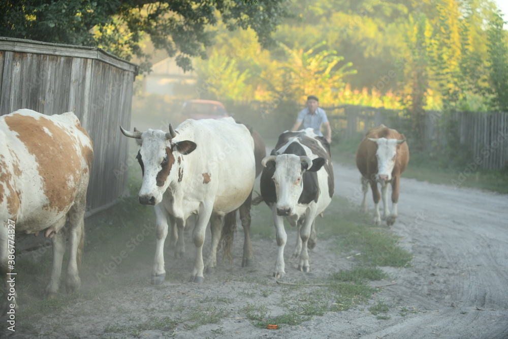 Cows return home from a pasture Cows return home from a pasture