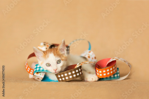 Orange and white kitten playing inside of fall themed paper chain, made from paper, brown burlap background for fall seasonal