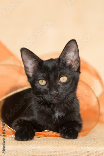 black kitten playing with orange ribbon, laying inside of a big circle made with the ribbon, brown background. © Kelly