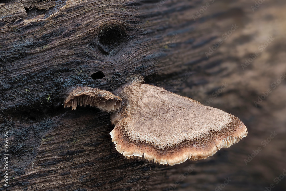 The Lentinellus castoreus s.l. is an inedible mushroom The Lentinellus castoreus s.l. is an inedible mushroom