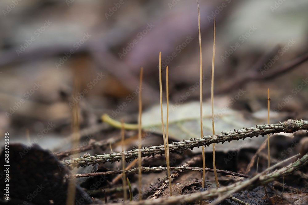 The Macrothyphula filiformis is an inedible mushroom