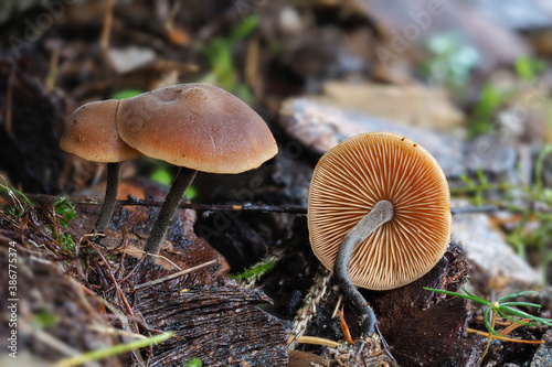 The Cucumber Cap (Macrocystidia cucumis) is an inedible mushroom photo