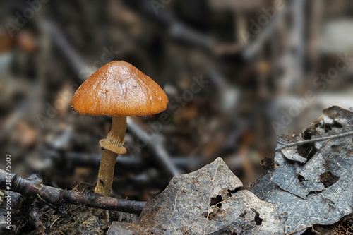 The Meottomyces dissimulans is an inedible mushroom