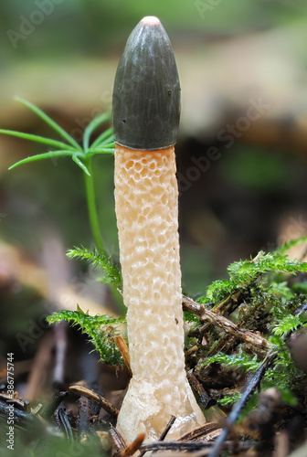 The Dog Stinkhorn (Mutinus caninus) is an inedible mushroom