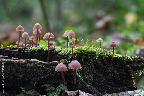 The Burgundydrop Bonnet (Mycena haematopus) is an inedible mushroom photo
