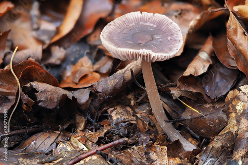 The Lilac Bonnet (Mycena pura) is a poisonous mushroom